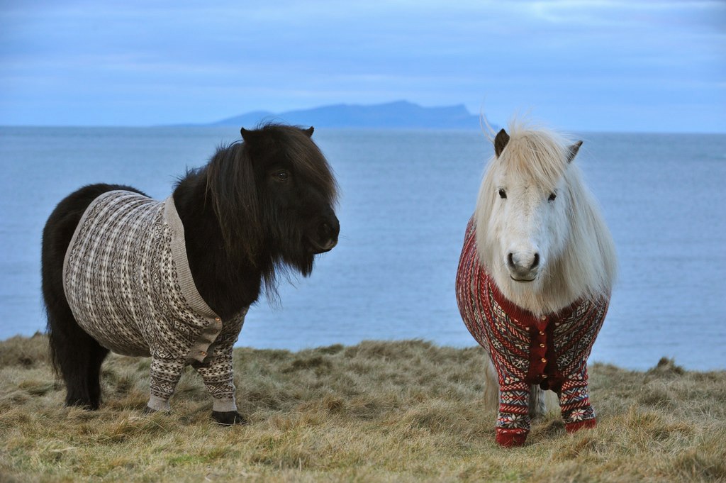 Small Ponies Wearing Custom Sweaters